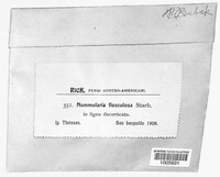 Nummularia flosculosa image